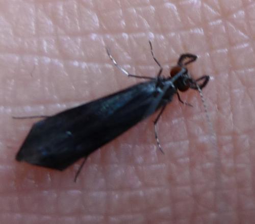 Mystacides sp.
