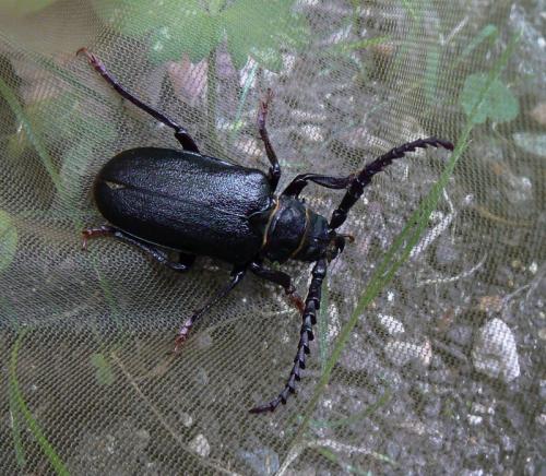 Prionus coriarius