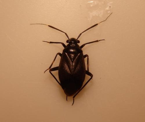 Réf. 146 245 : Capsus wagneri