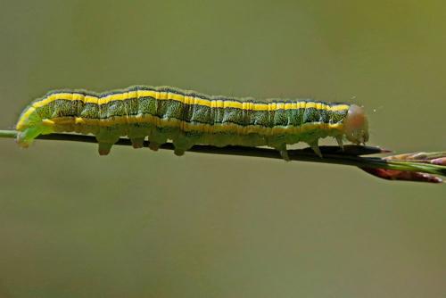 Ceramica pisi