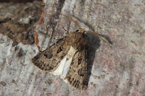 Réf. 146 730 : Agrotis bigramma