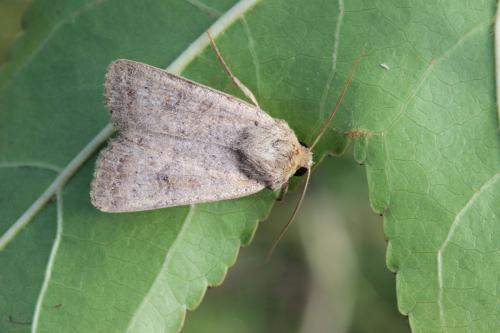 Caradrina sp.