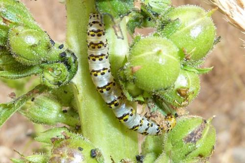 Réf. 146 632 : Cucullia lychnitis