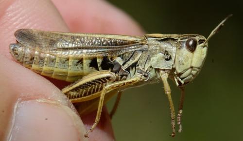 Stauroderus scalaris scalaris