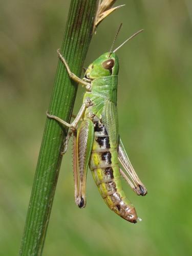 Réf. 146 586 : Pseudochorthippus parallelus