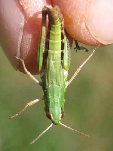 Pseudochorthippus parallelus