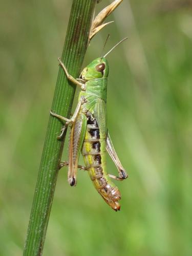 Réf. 146 589 : Pseudochorthippus parallelus