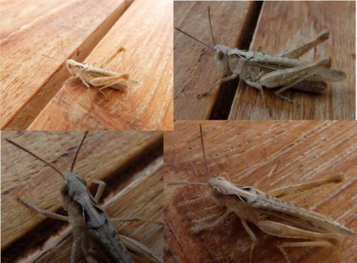 Chorthippus sp.