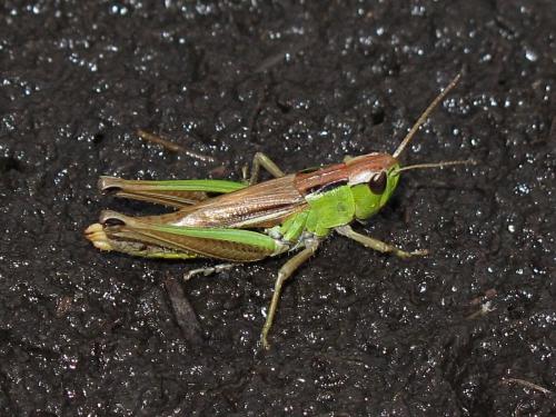 Réf. 146 072 : Pseudochorthippus montanus montanus