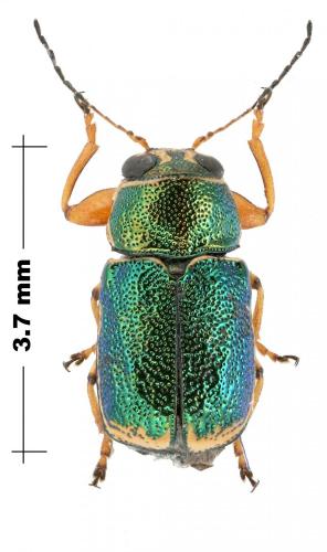 Pachybrachis regius