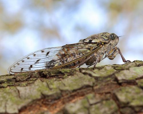 Cicada orni