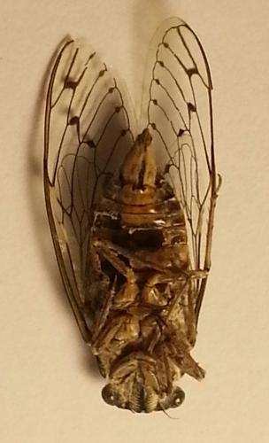 Cicada orni