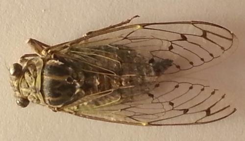 Cicada orni