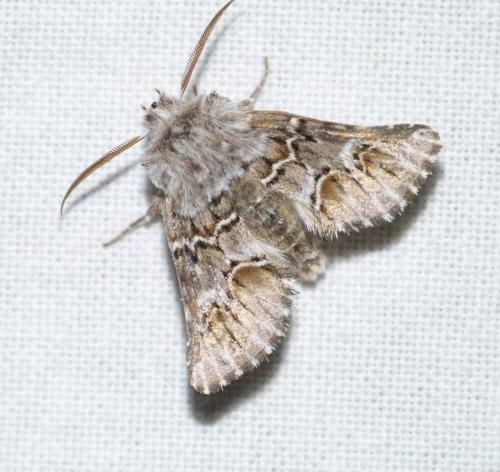 Cleonymia baetica