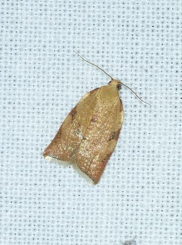 Réf. 146 813 : Clepsis siciliana