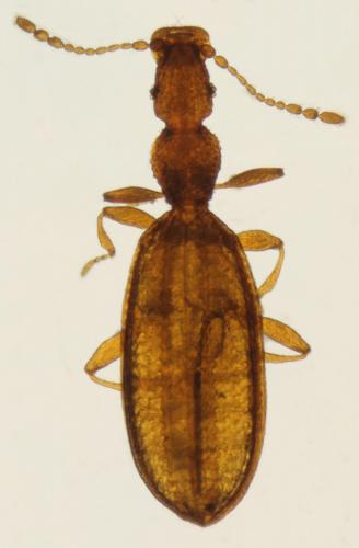 Adistemia watsoni