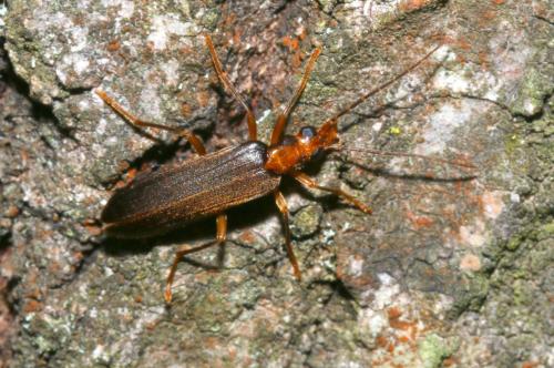 Nacerdes carniolica