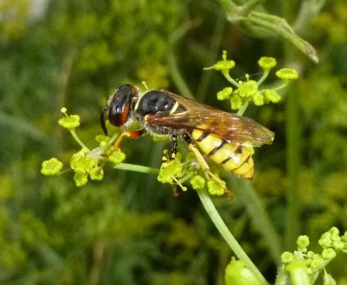 Philanthus triangulum