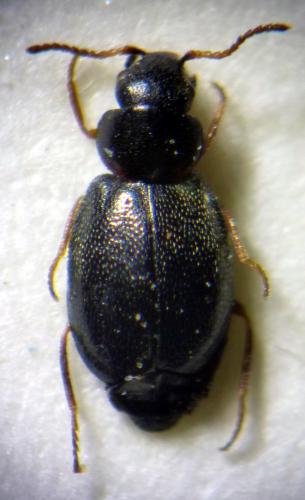 Réf. 146 119 : Colotes punctatus
