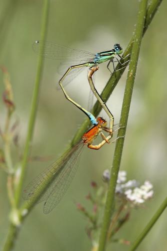 Réf. 146 427 : Ischnura pumilio
