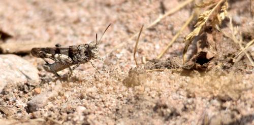 Oedipoda sp.