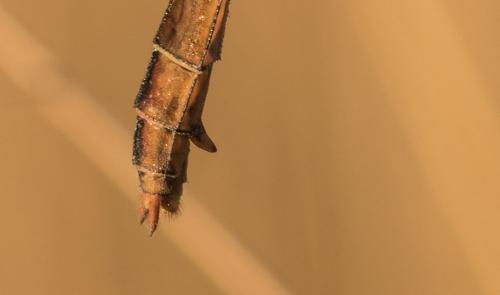 Réf. 146 558 : Crocothemis erythraea