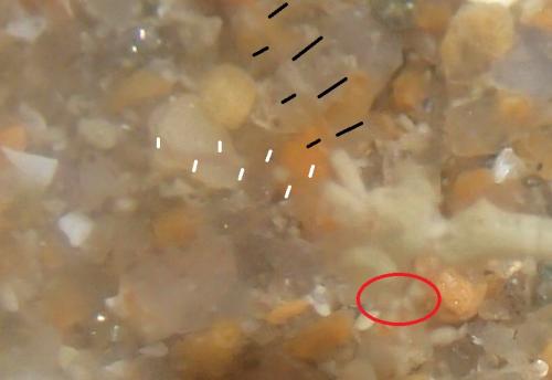 Caprella sp.