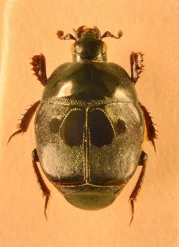 Saprinus immundus
