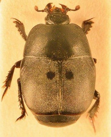 Hypocaccus specularis