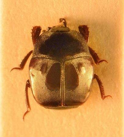 Saprinus politus