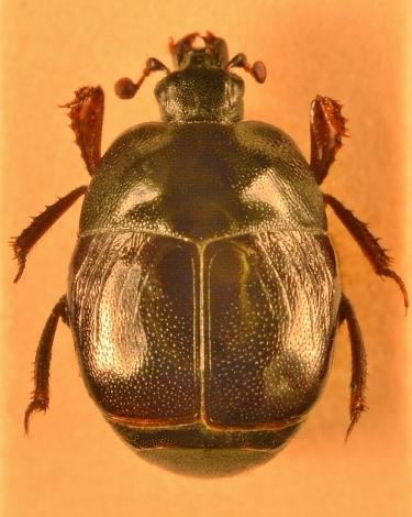Réf. 146 953 : Saprinus tenuistrius
