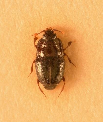 Plegaderus discisus