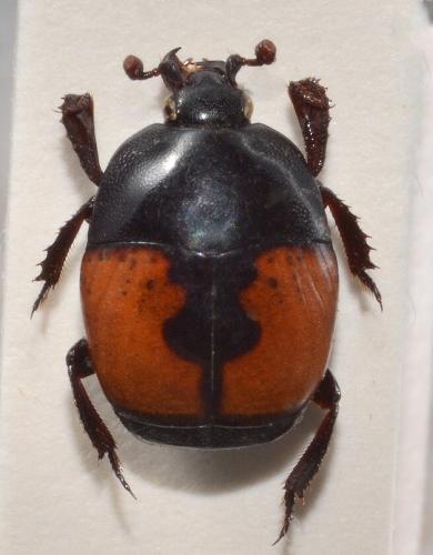 Saprinus cruciatus
