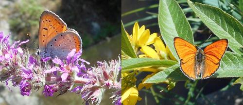 Lycaena dispar