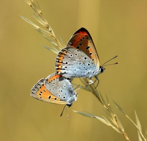 Lycaena dispar
