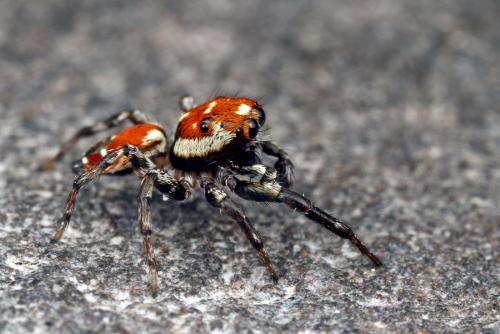 Nycerella aprica