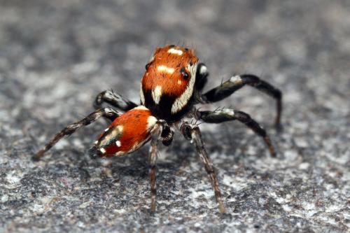 Nycerella aprica