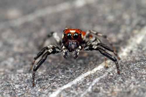 Nycerella aprica
