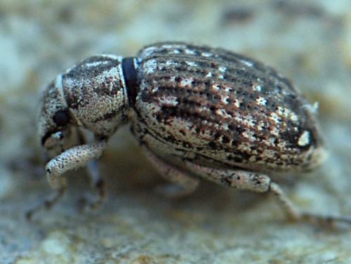 Cycloderes depilis