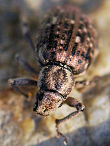 Cycloderes depilis