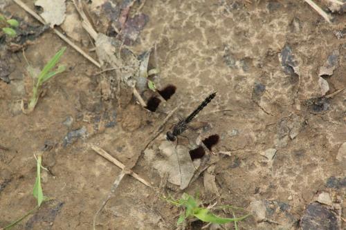 Brachythemis leucosticta