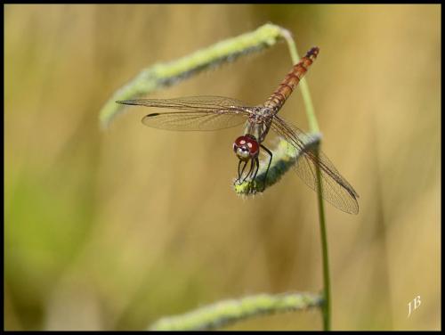 Trithemis annulata