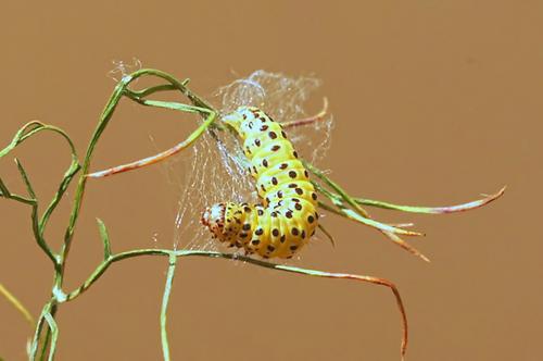 Réf. 146 520 : Sitochroa palealis