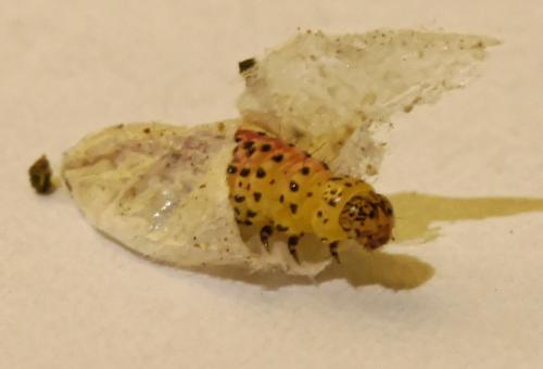 Sitochroa palealis
