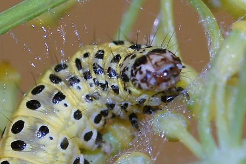 Réf. 146 536 : Sitochroa palealis