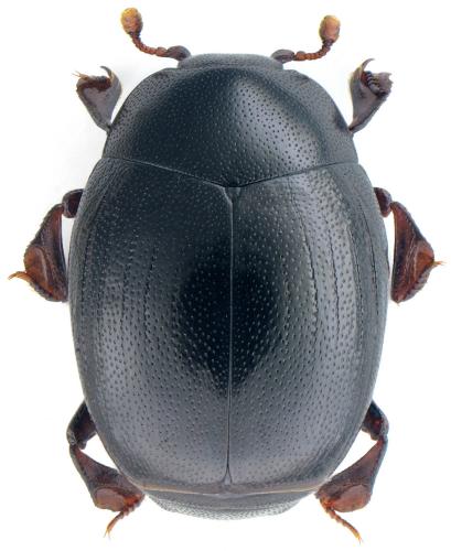 Dendrophilus punctatus punctatus