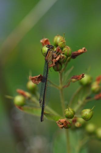 Ischnura elegans
