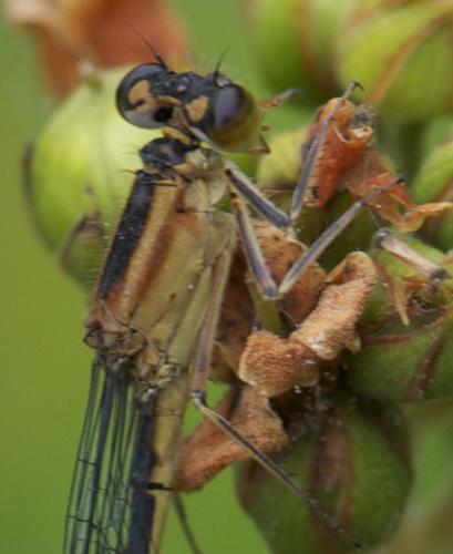 Ischnura elegans