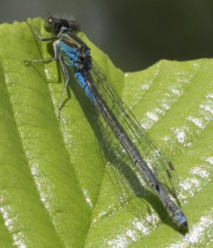 Réf. 146 216 : Erythromma viridulum