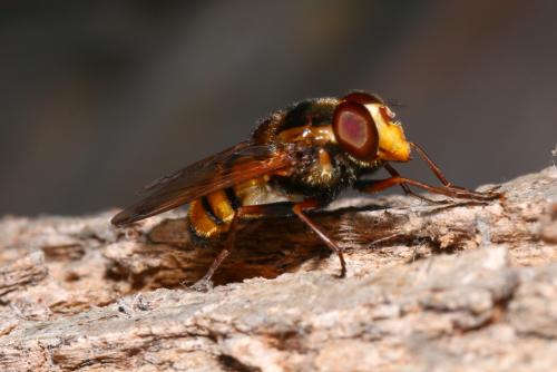Volucella inanis